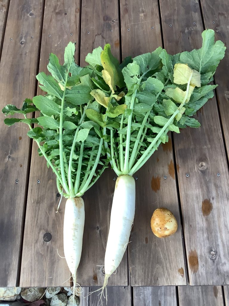 野菜の収穫　～家庭菜園のススメ～