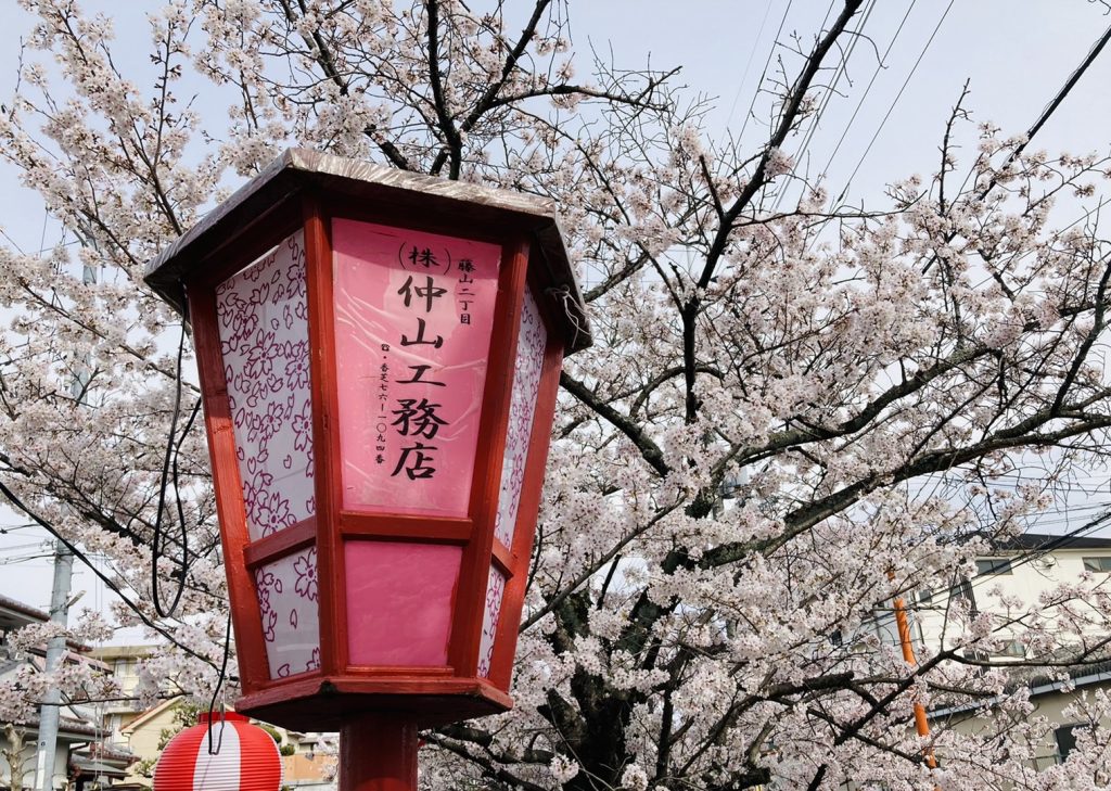 桜満開🌸
