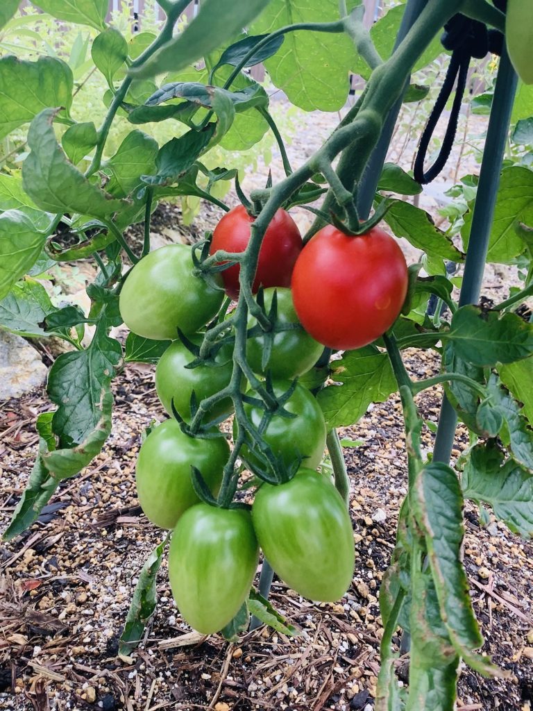 野菜たちの成長　～家庭菜園のススメ～