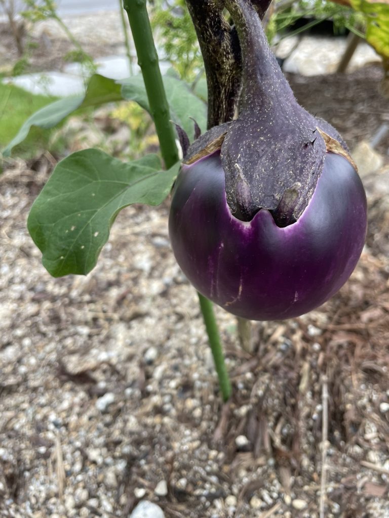 野菜たちの成長　～家庭菜園のススメ～