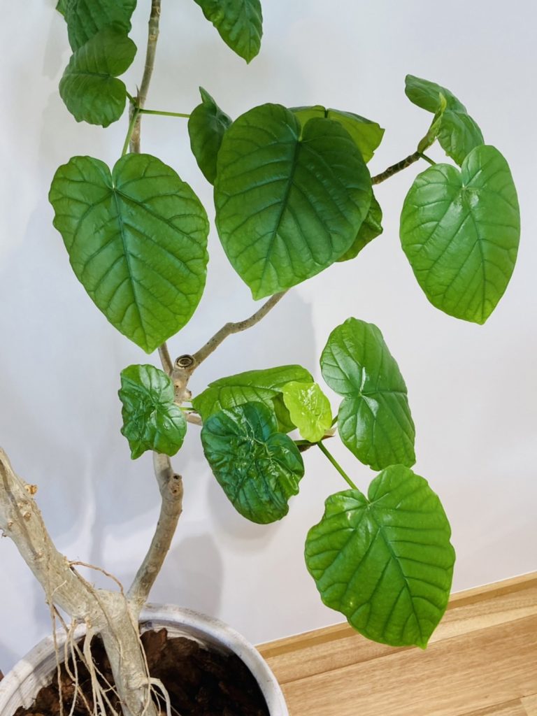 観葉植物の再生🌲