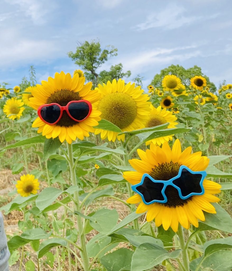 夏のお花といえば・・♪