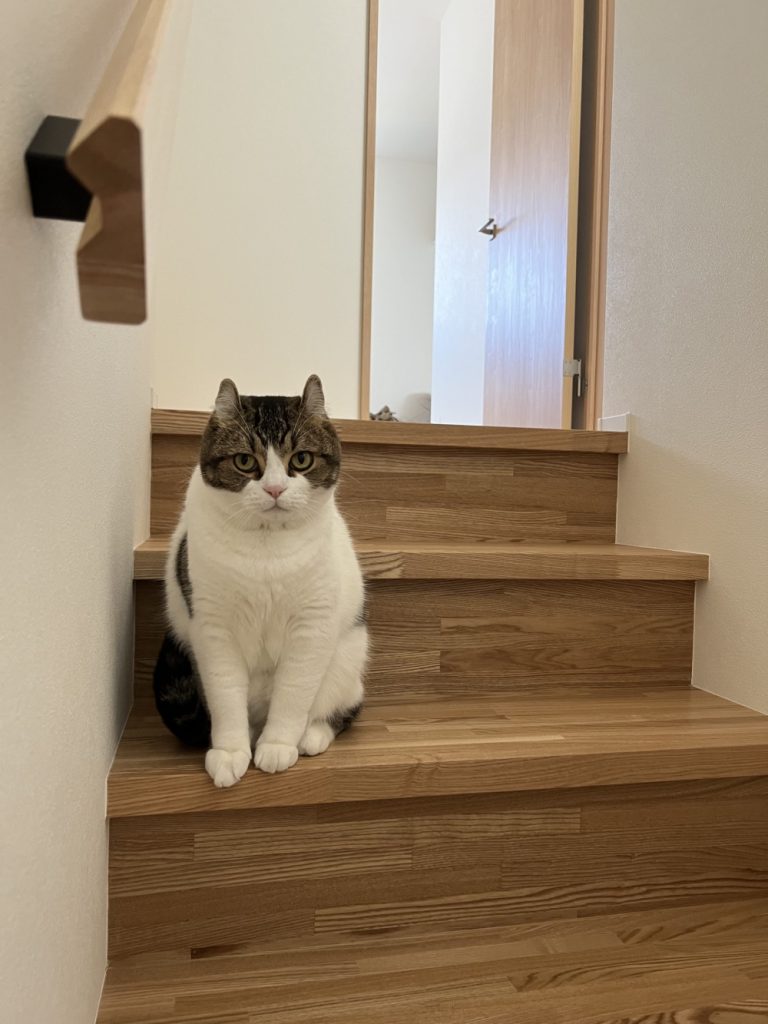 かわいい主さま🐈