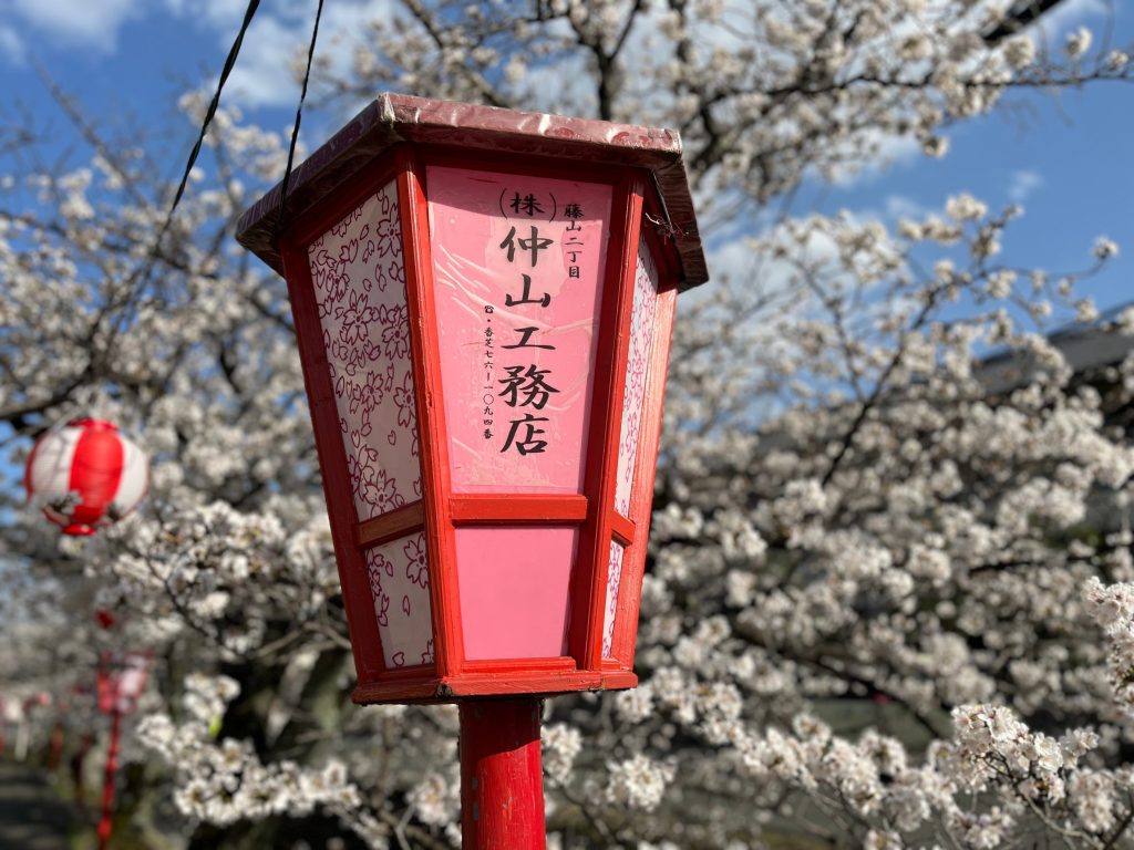 さくら咲く🌸